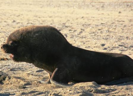 ...'zieht Leine, sonst mach ich euch Beine!'...